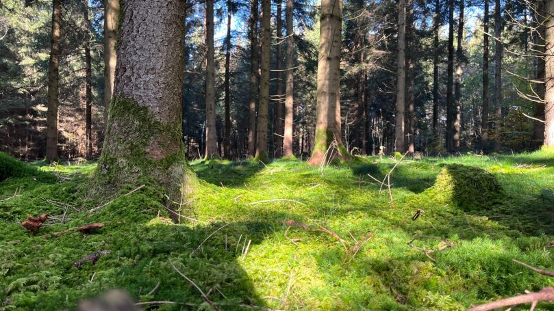 Grüner Wald mit moosbedeckten Boden und Sonnenlicht, das durch die Bäume scheint.